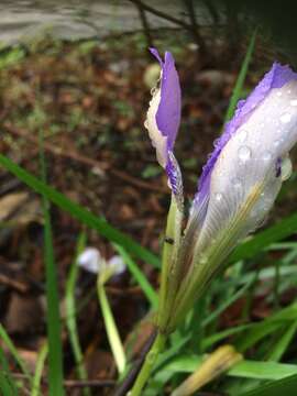 Image of Stylosa Iris