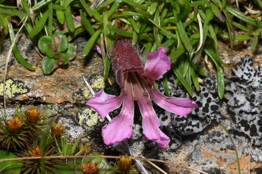 Image of Saponaria pumila Janchen