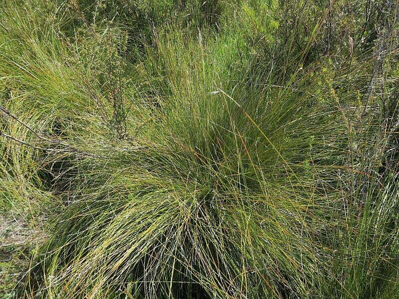 Image of Lepidosperma filiforme Labill.