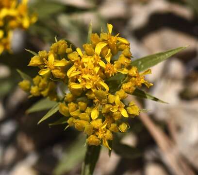 Image of rock goldenrod