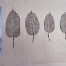 Image of Ficus tsjakela Burm. fil.