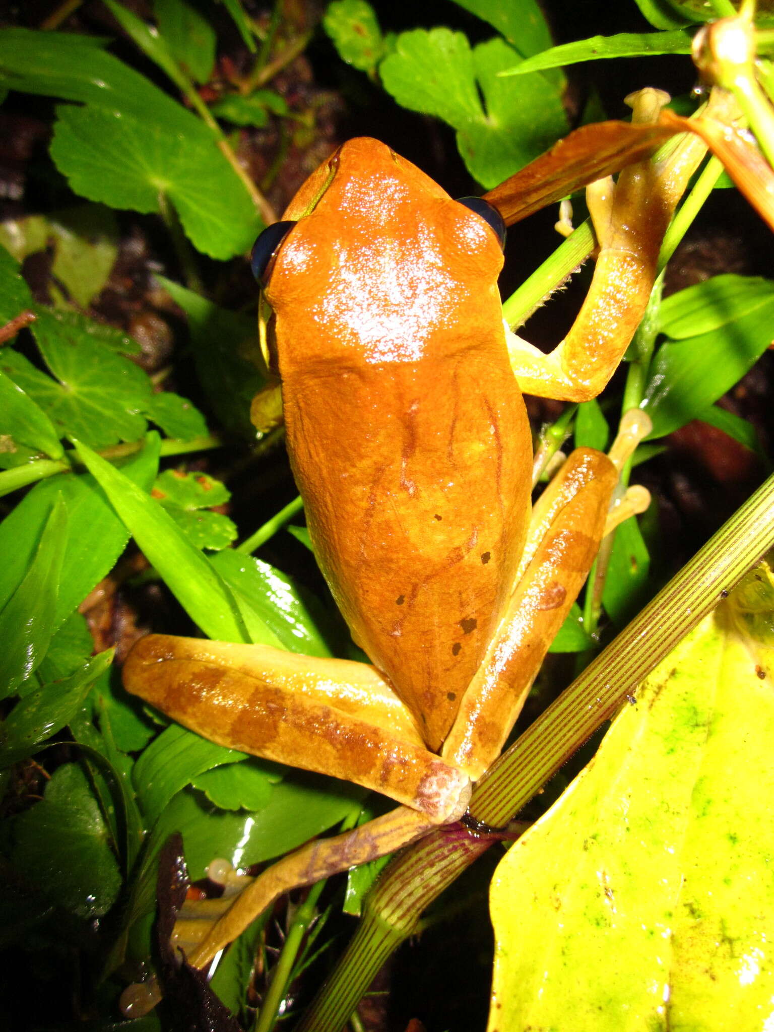 Image of Central American Smilisca