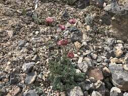 Слика од Ranunculus andersonii A. Gray