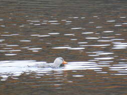 Image of Flightless Steamer-Duck