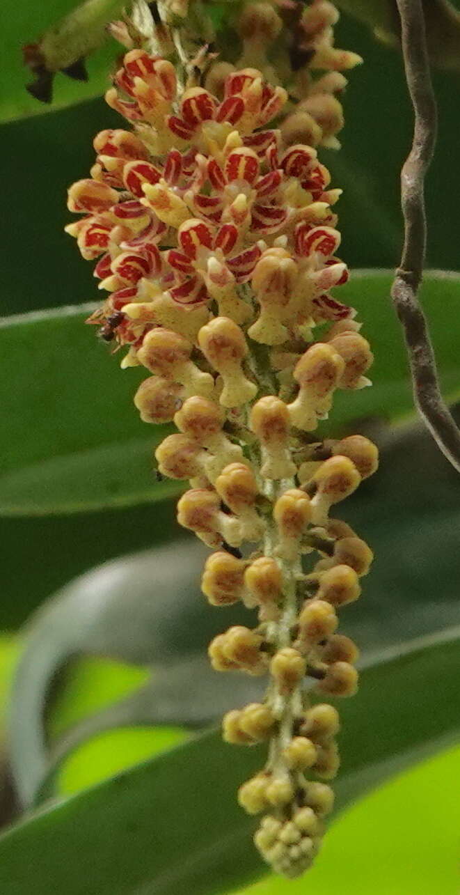 Image of Robiquetia spathulata (Blume) J. J. Sm.