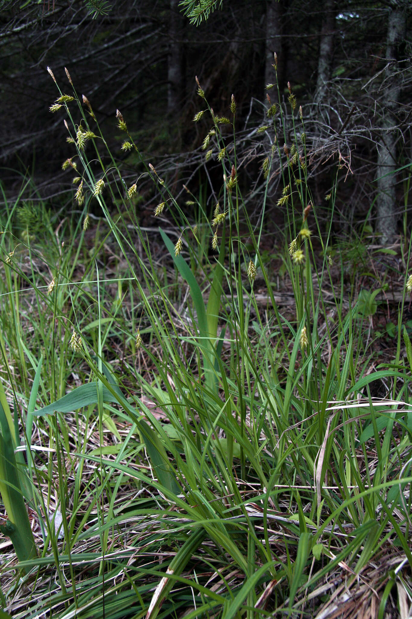 Image of chestnut sedge