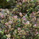 Image of Lophomyrtus ralphii (Hook. fil.) Burret