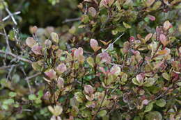 Image of Lophomyrtus ralphii (Hook. fil.) Burret