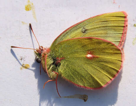 Imagem de <i>Colias philodice vitabunda</i> Hovanitz 1943