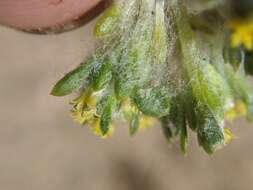 Image of Mojave woolly sunflower