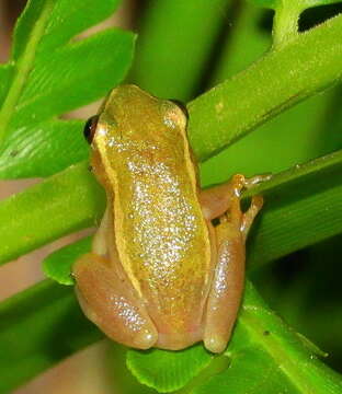 Image of Avoca Reed Frog