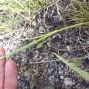 Image of Dianthus sylvestris subsp. boissieri (Willk.) Dobignard