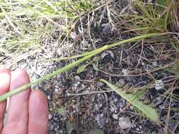 Image of Dianthus sylvestris subsp. boissieri (Willk.) Dobignard