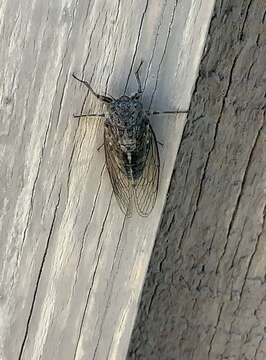 Image of clay bank cicada