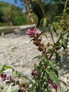 Image of Lysimachia dubia Solander