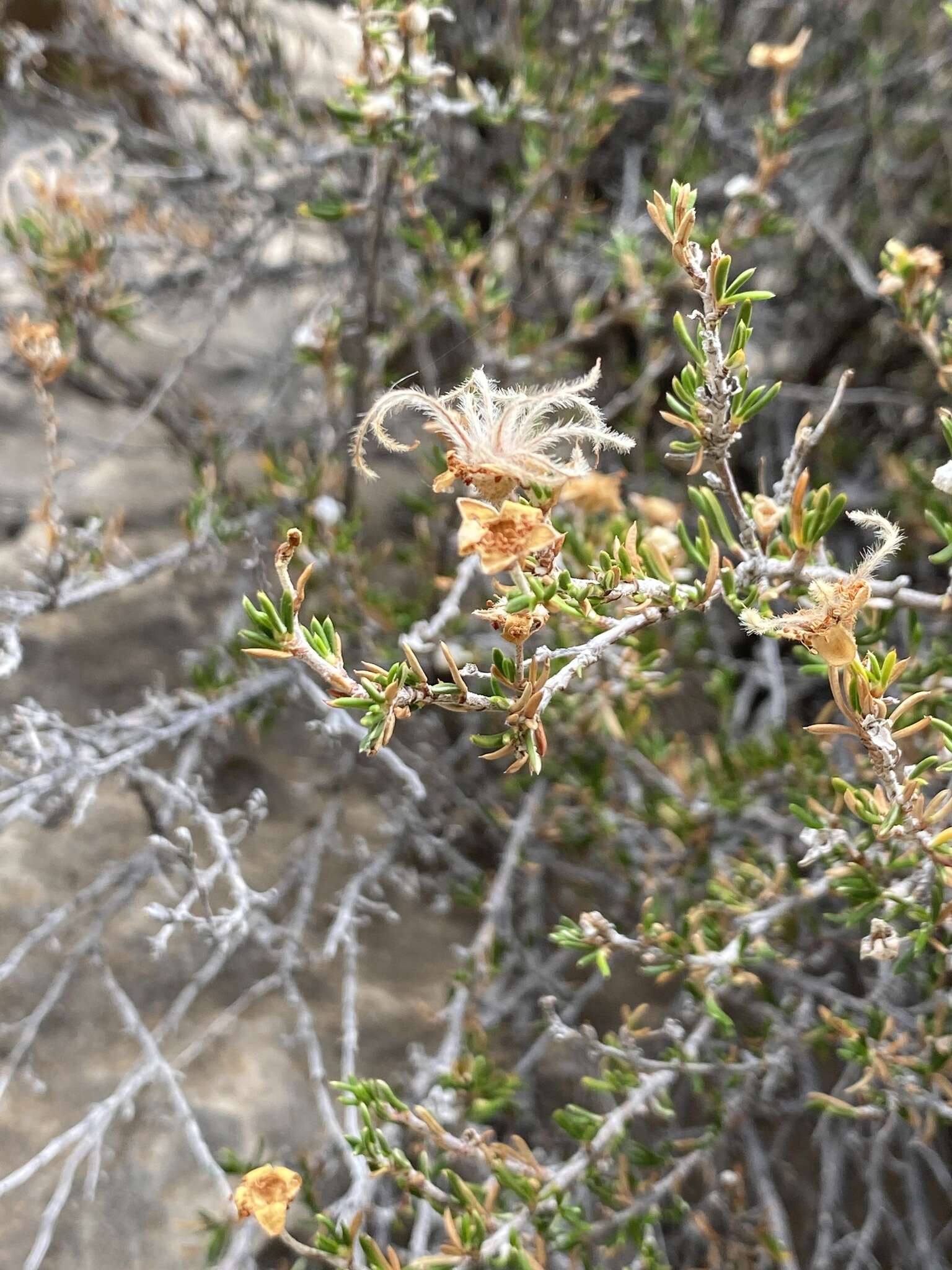 Plancia ëd Purshia ericifolia (Torr. ex Gray) J. Henrickson