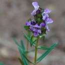 Image of Prunella hyssopifolia L.