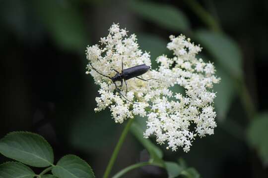 Image of capricorn beetle