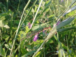 Image of Platycnemis phyllopoda Djakonov 1926