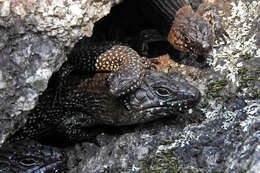 Image of Cunningham's skink