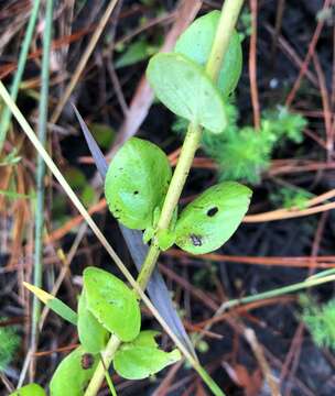 Image of swamp hornpod