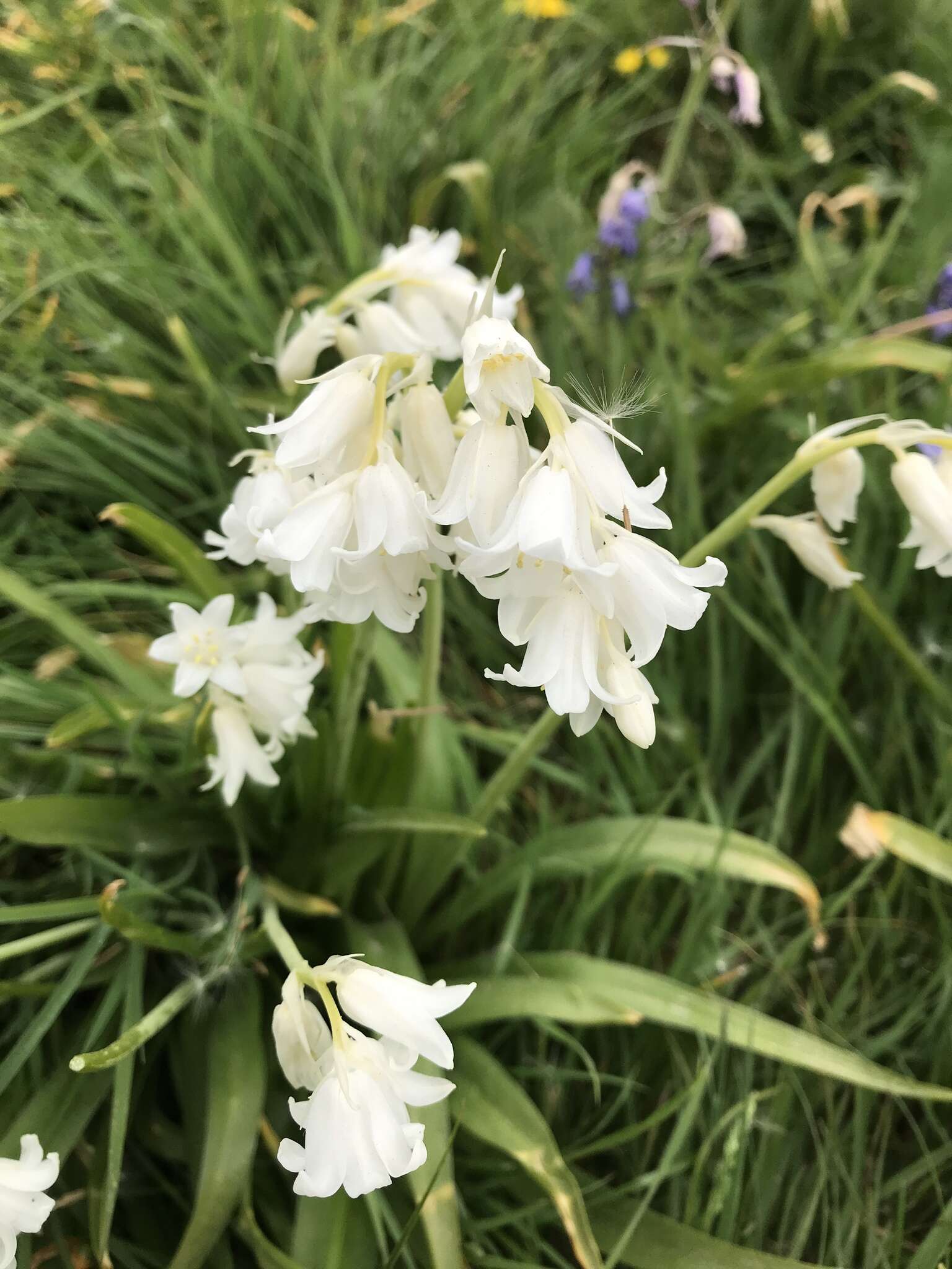 Image de Hyacinthoides massartiana Geerinck