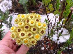 Image of Achyranthemum mucronatum