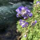 Слика од Polemonium occidentale subsp. occidentale