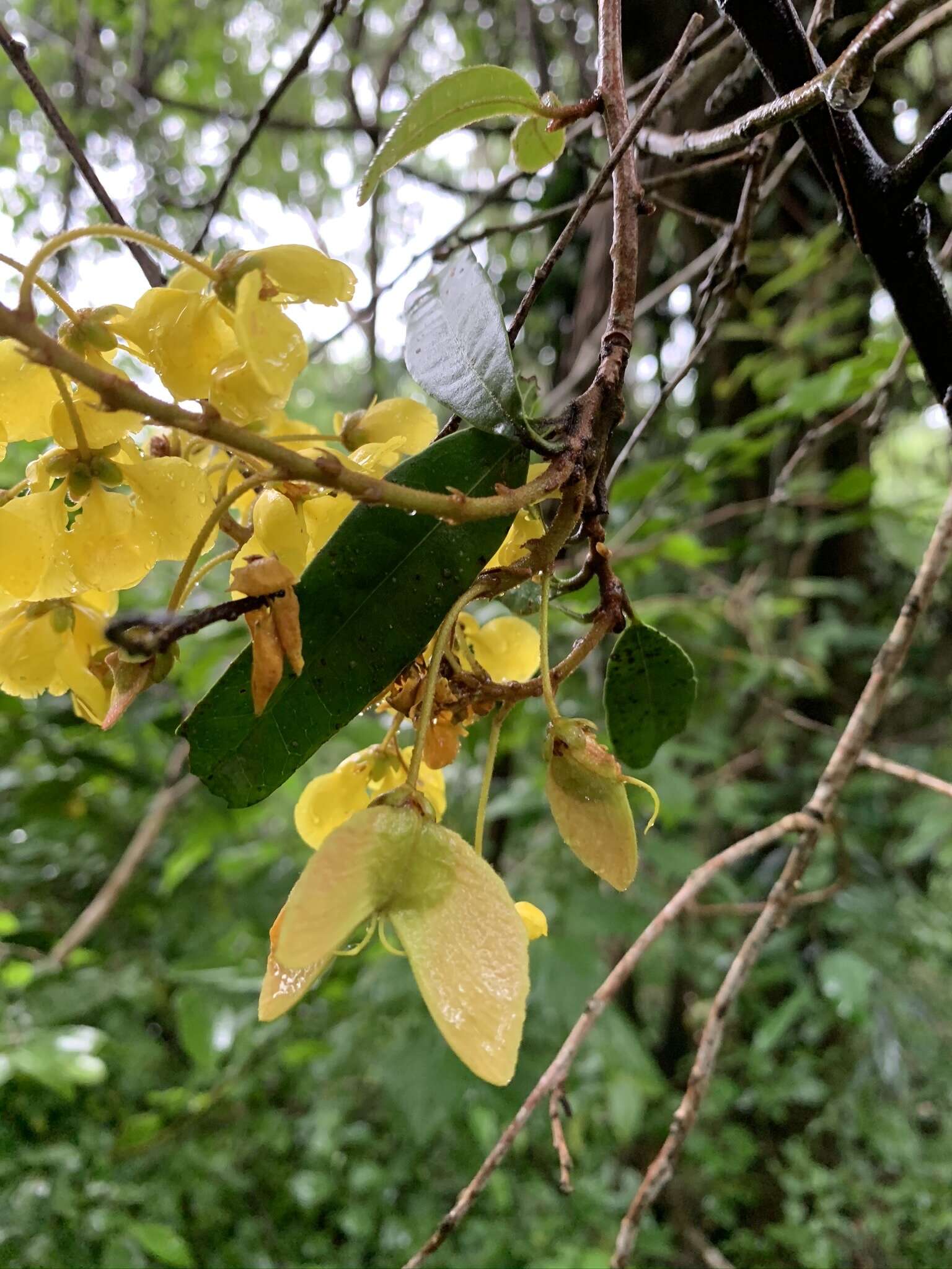 Image of Acridocarpus natalitius var. natalitius