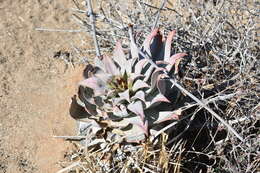 Imagem de Dudleya gatesii Johansen