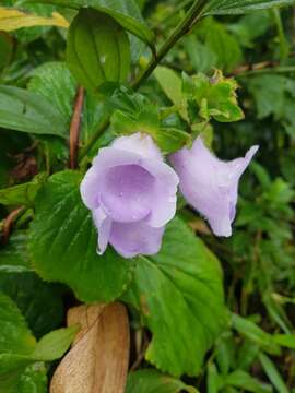 Image of gloxinia