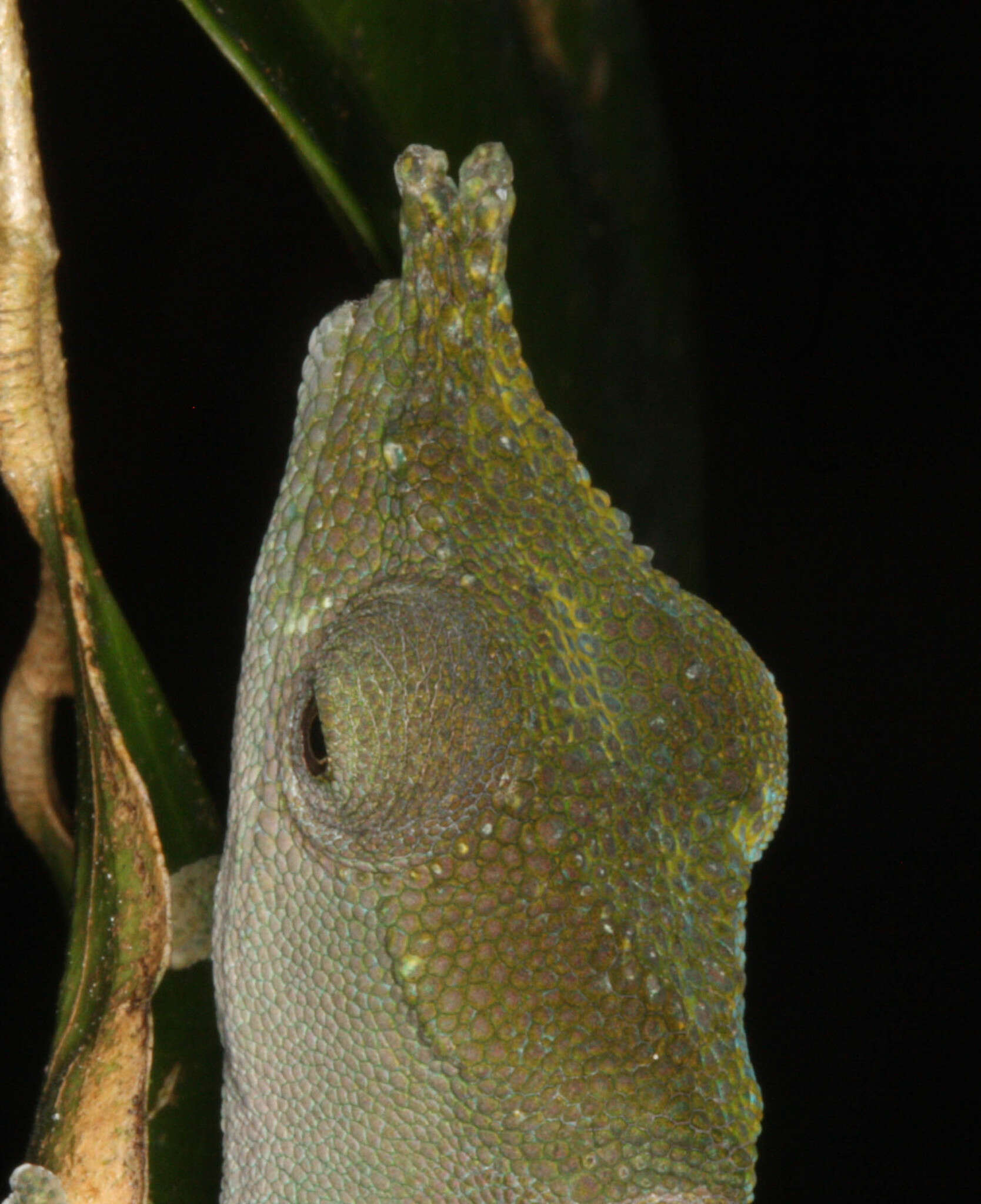 Image of Fork-nosed Chameleon