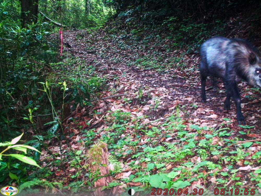 Image of Japanese Serow