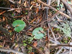 Image of Corybas rotundifolius (Hook. fil.) Rchb. fil.