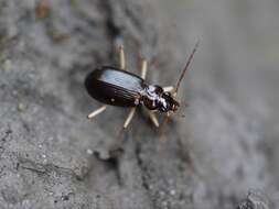 Image of Nebria (Reductonebria) eschscholtzii Ménétriés 1843