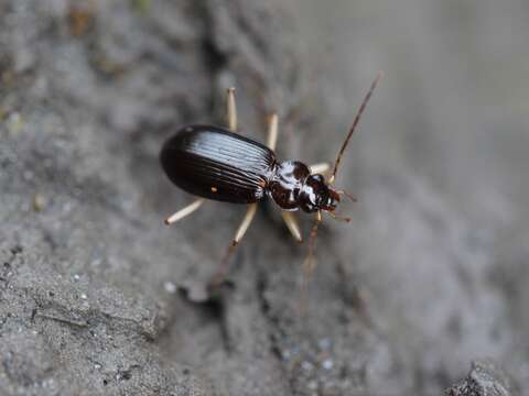 Image de Nebria (Reductonebria) eschscholtzii Ménétriés 1843