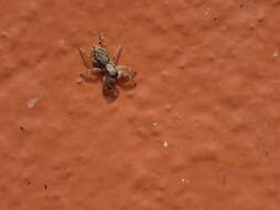 Image of Gray Wall Jumper