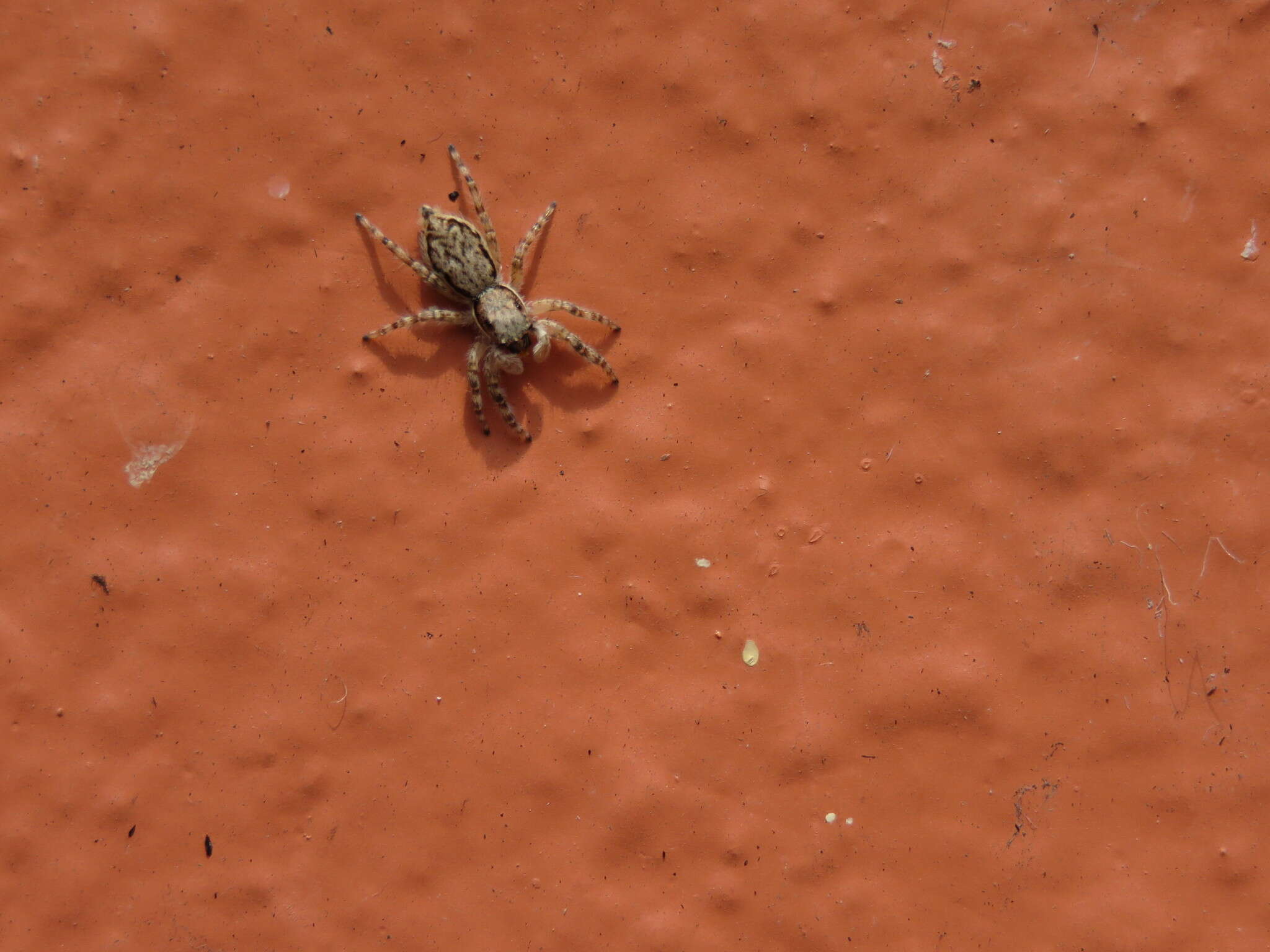 Image of Gray Wall Jumper