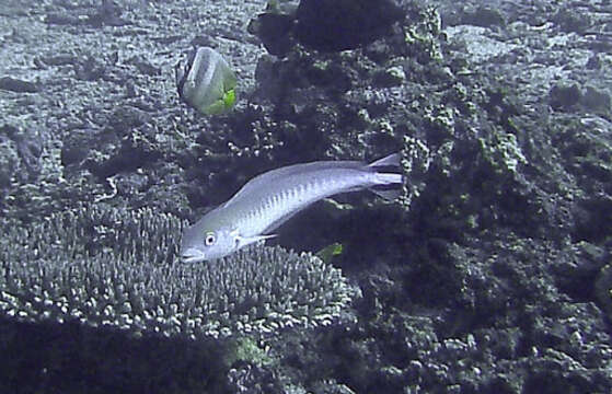 Image of Banded blanquillo