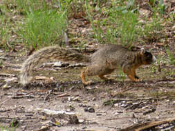 Image of Sciurus niger bachmani Lowery & Davis 1942