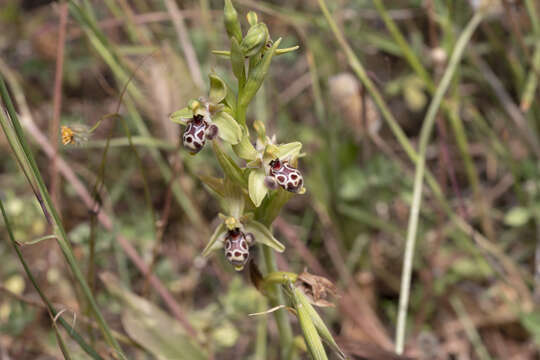 Image of Ophrys scolopax subsp. rhodia (H. Baumann & Künkele) H. A. Pedersen & Faurh.