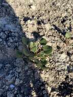 Image of Seven River Hills buckwheat