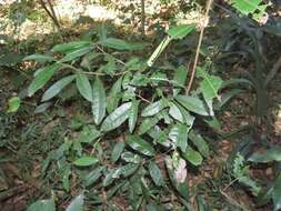 Image of Acridocarpus natalitius A. Juss.