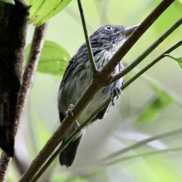 Image of Spot-crowned Antvireo