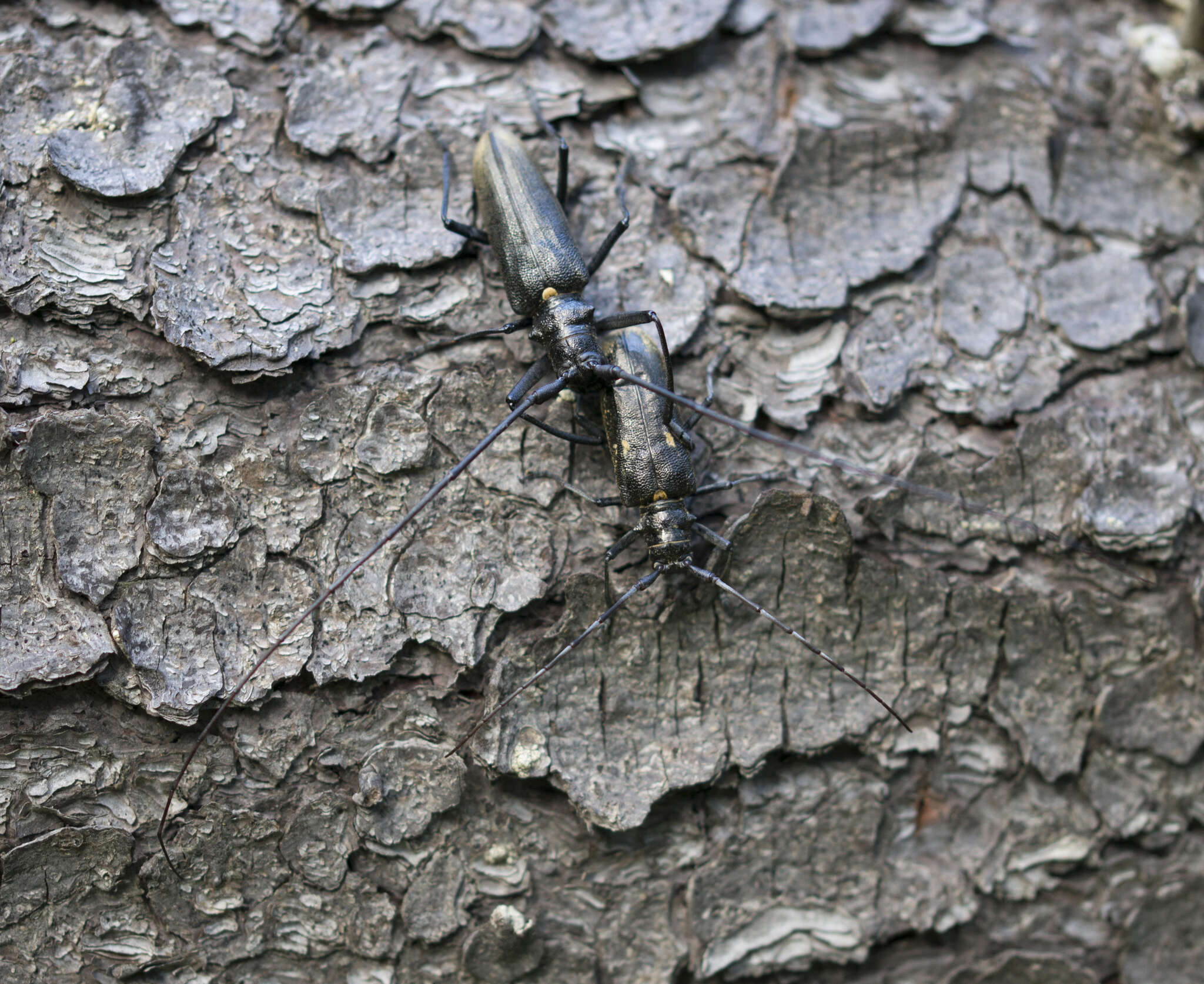 Image of <i>Monochamus sartor urussovii</i>