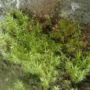 Image of longbract pohlia moss