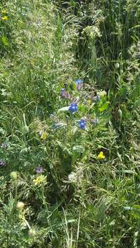 Anchusa pusilla Gusuleac的圖片