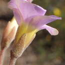 Plancia ëd Oxalis algoensis Eckl. & Zeyh.