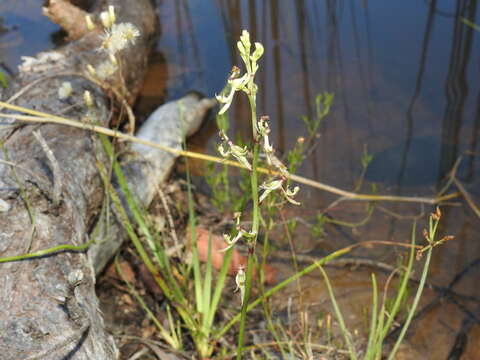 Plancia ëd Arthrochilus irritabilis F. Muell.