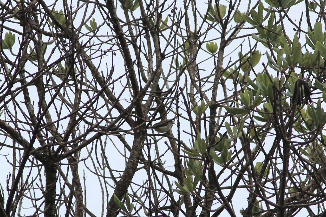 Image of Nilgiri Flowerpecker